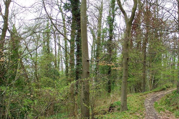 Dingle Wood - SOLD