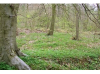 Dingle Wood photo 3