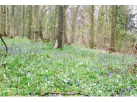 Dingle Wood photo 4