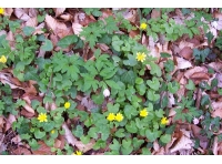 Dingle Wood photo 5