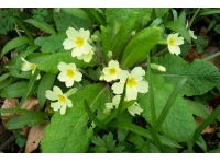 Dingle Wood photo 6