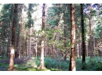 Dollery Wood - SOLD
