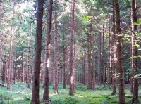 Dollery Wood - SOLD photo 2