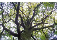 Dollery Wood - SOLD photo 3
