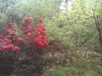 Flowering rhodedendron