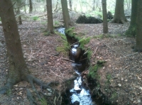 The gurgling brook