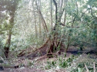 The wild heart of the wood
