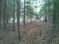 A clearing amid the conifers