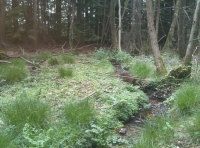 A grassy knoll by the brook
