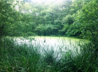 Dunnage Wood