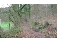 Dursley Wood photo 10