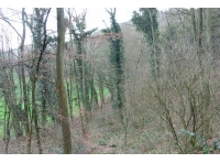 Dursley Wood photo 2