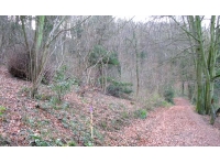 Dursley Wood photo 3