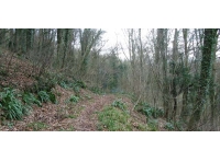 Dursley Wood photo 5