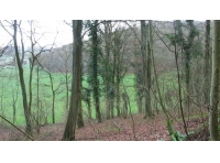 Dursley Wood photo 7