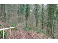 Dursley Wood photo 8
