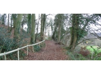 Dursley Wood photo 9