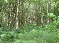 Dense birch at Emperors Wood