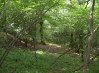 Ash, holly and beech woods to be discovered