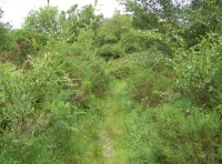 A hidden pathway meanders through a clearing
