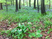 Farleigh Wood - SOLD