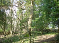 A giant sycamore in a clearing