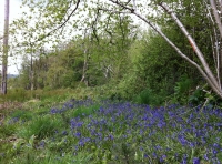 Bluebells at the wood's edge