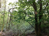 A bird box on a tree