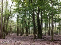 An area of the wood cleared of rhododendron