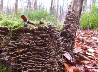 Foxhill Wood - SOLD
