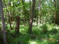 Gibbous Wood - SOLD