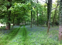 Gladdon Wood - SOLD