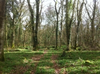 Greenhill Wood