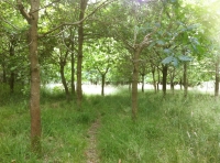Greenmoor Wood