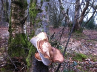 Greensand Wood