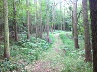 Harmony Wood