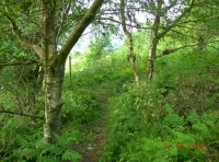 A pathway leads to the open hillside