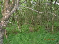 Inside Hawthorne Wood