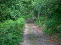 The woodland track leading to Hawthorne Wood