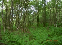 Shelter for wildlife beneath the canopy