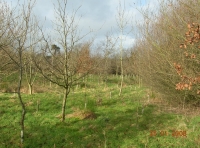 Lapwing Wood