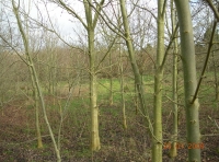 Lapwing Wood - SOLD photo 4