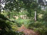 Lascelles Wood - SOLD