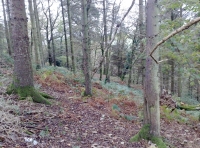 Luckwells Wood - SOLD