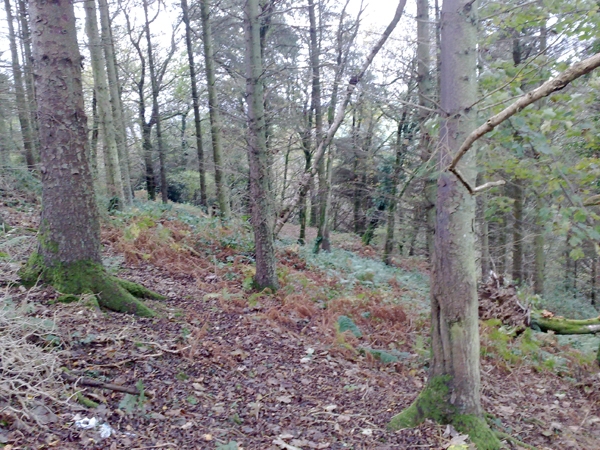 Luckwells Wood - SOLD