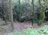 A view throgh Luckwell Wood