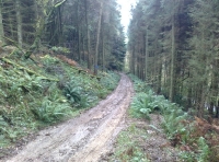 Track access to the wood.