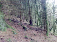 Under the conifer canopy at Luckwell Wood