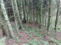 Mature conifers
