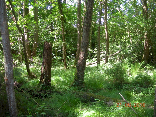 Lyme Wood - SOLD